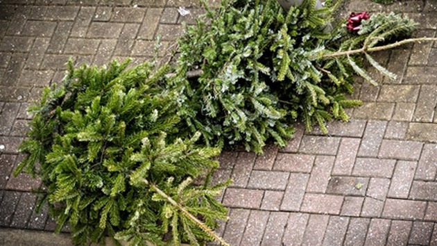 In 2026 weer kerstbomeninzameling in Schagen