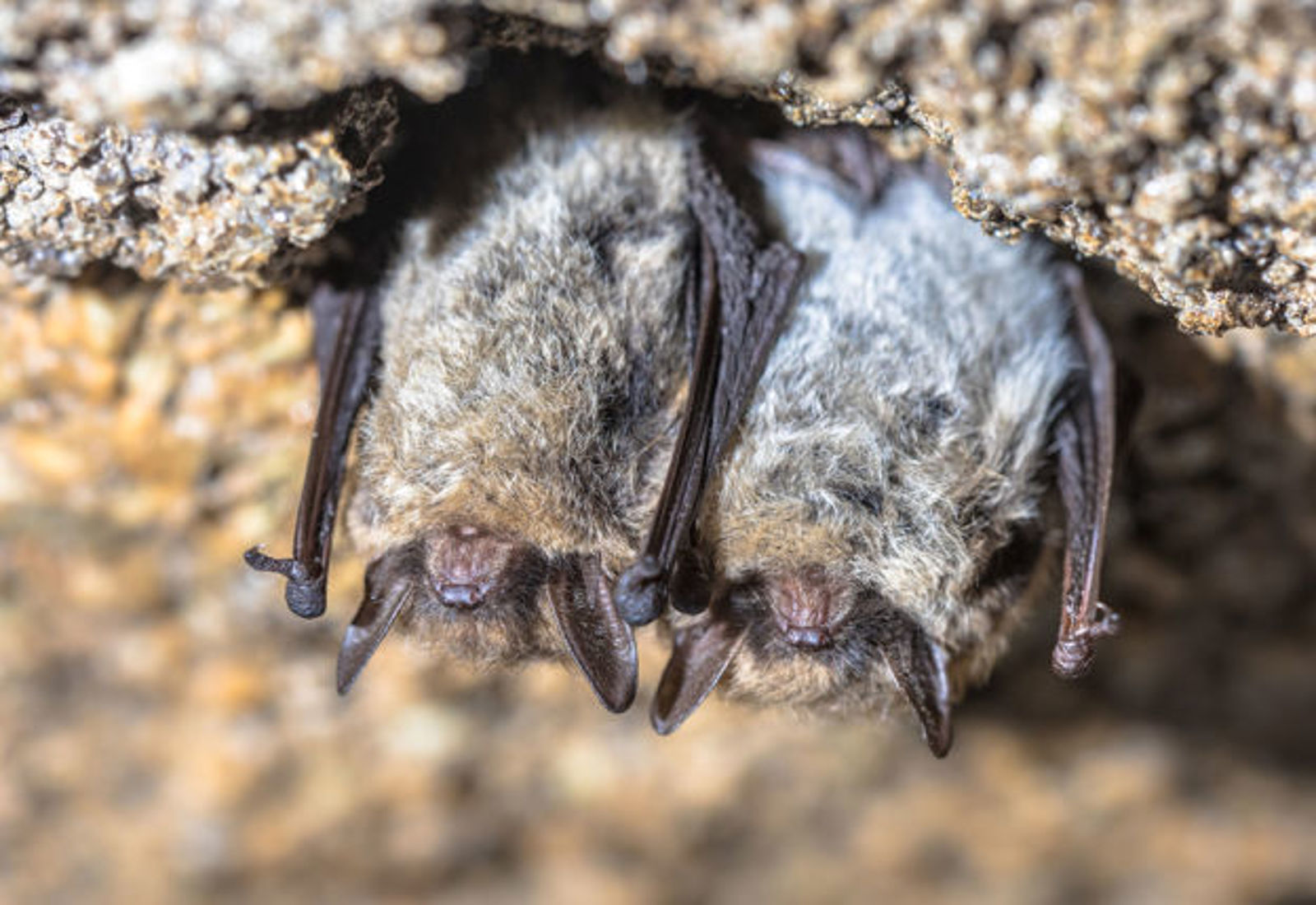 Gemeente Schagen onderzoekt beschermde diersoorten in woonwijken