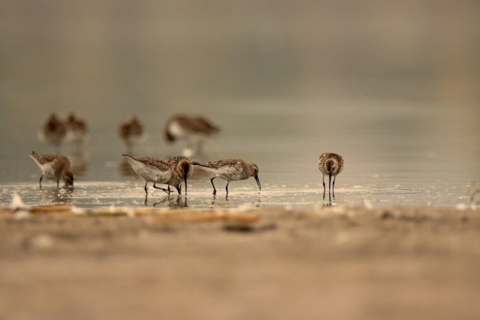 wildphoto1-dunlins-7560078_1920