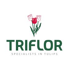 Tulpenbroeiwedstrijd