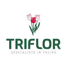 Triflor